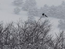 Erzurum'da 700 köy yolu kapalı